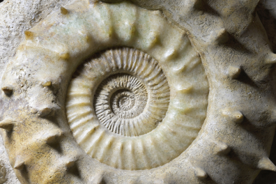 Ammonite (détail de l'enroulement de la coquille)